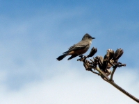 Flycatcher